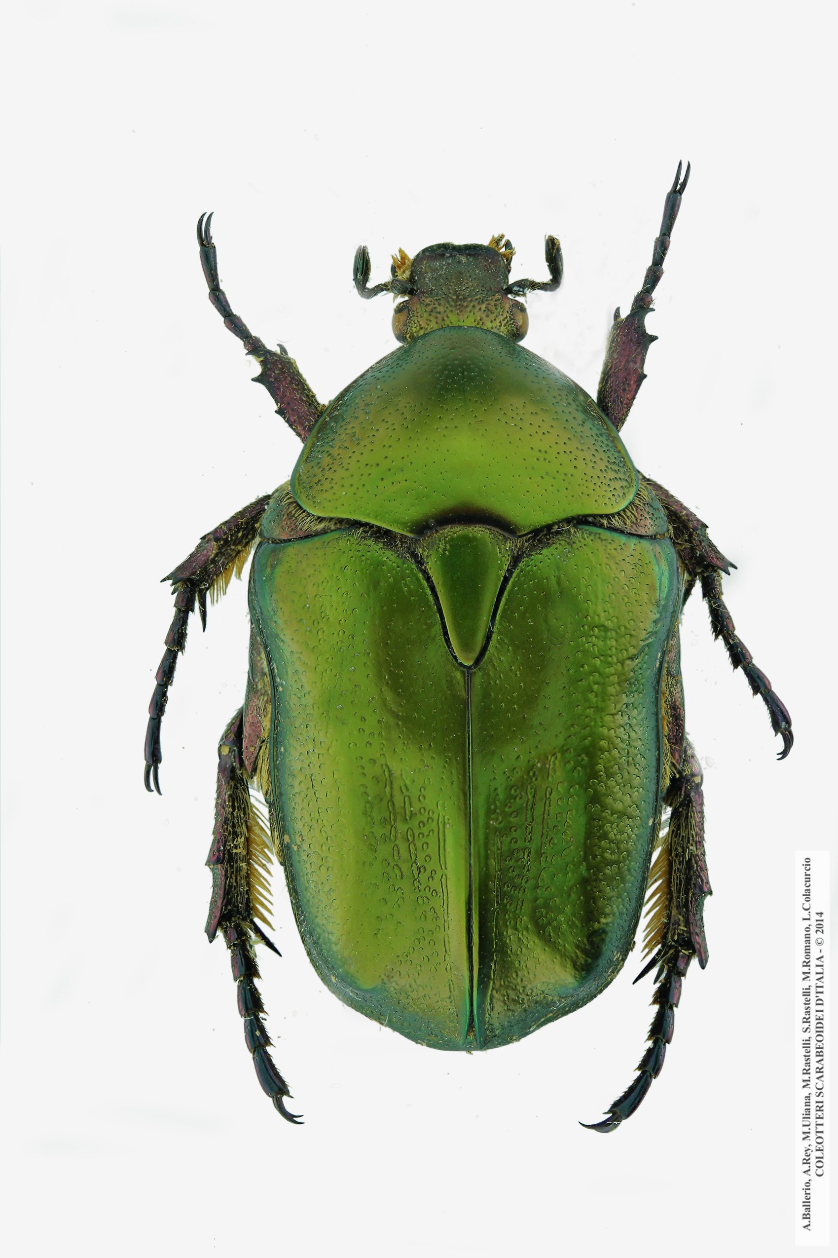 Protaetia cuprea obscura